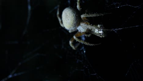 Orb-Weaver-Spider-Eating-and-Spinning-Prey-in-Web-Night-Shot-Close-Up-Macro