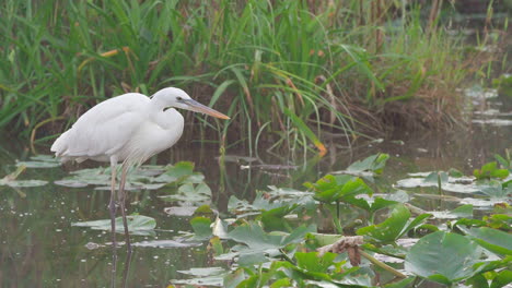 Weißreiher-In-Everglades-Swamp-Slough-Sumpf-Feuchtgebiet-Lebensraum