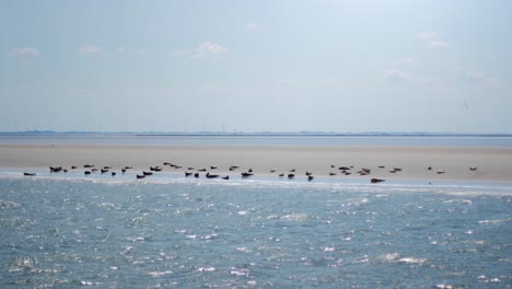 Bewegte-Aufnahme-Einer-Gruppe-Von-Robben-Und-Seelöwen,-Die-Auf-Einer-Sandbank-Im-Wattenmeer-Ruhen