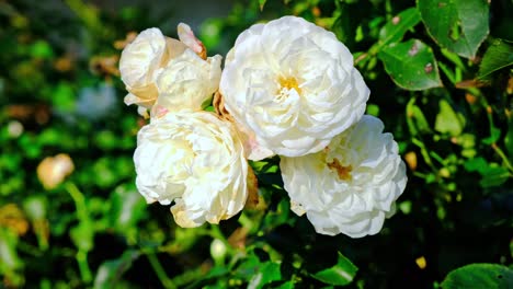 Weiße-Rosen-Im-Garten,-Nahaufnahme,-Makroansicht,-Grüner-Hintergrund