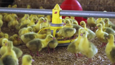 Goslings-being-fed-in-indoor-farm-in-spring