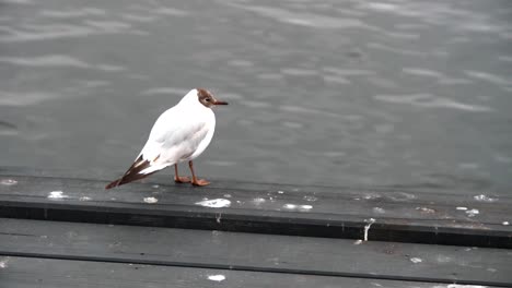 Close-up-shot-of-Beautiful-Brown-headed-gull-looking-confused,-standing-on-dock-pier-with-blurry-water-in-the-background