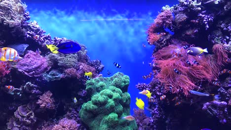 HD-tropical-fish-aquarium-footage