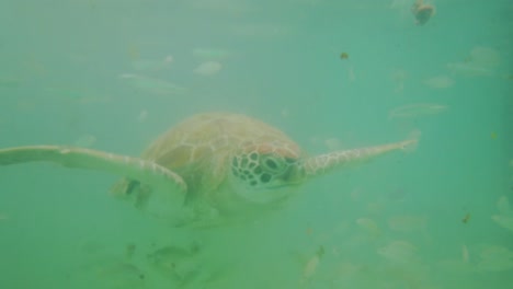 A-green-sea-turtle-feeding-and-swimming-among-the-fishes-in-a-shalllow-reef