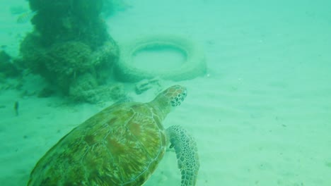A-large-sea-turtle-swimming-on-the-ocean-floor