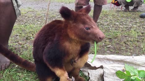 Tree-Kangaroo-eating-food,-threatened-species,-illegal-animal-trade
