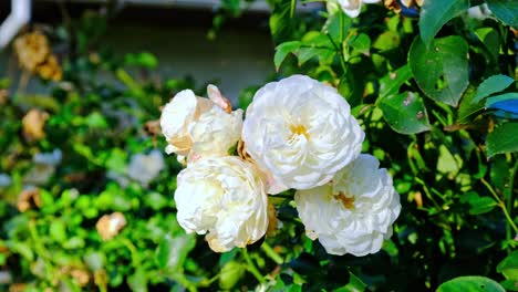 White-roses-in-garden,-close-up,-closeup-macro-view,-green-background