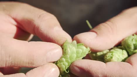Brewers-hands-gently-opening-and-exposing-a-bright-green-flower-cone-of-hop-ripe---ready-to-produce-beer-in-Patagonia-Argentina
