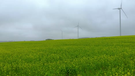 Aerial-footage-over-the-mustard-field-near-the-wind-farm,-windmills-stand-in-the-middle-of-the-field-in-the-fog,-autumn-landscape-by-drone-4k