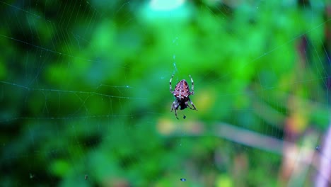 Garden-cross-spider-feasting-on-its-prey,-close-up,-blurred-background,-Araneus-diadematus