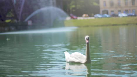 Swan-swimming-in-a-river-with-a-blurred-fountain-in-the-background