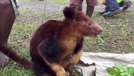 Cute-furry-tree-kangaroo-for-sale-at-market,-illegal-wildlife-trade