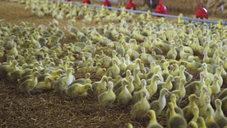 Young-goslings-in-indoor-farm-in-Spring.-25fps