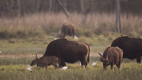 Indian-Bison-Feeding-on-Grass-with-a-calf-in-slow-motion