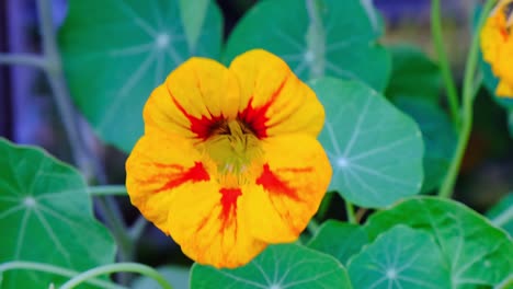 Orange,-red-and-yellow-Nasturtium-flower,-macro-close-up