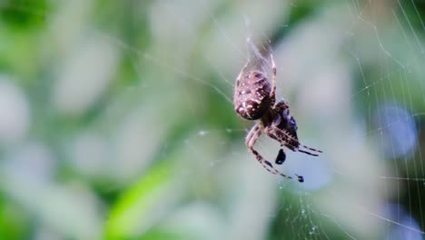 Garden-cross-spider-feasting-on-its-prey,-close-up,-blurred-background,-macro-closeup-view,-Araneus-diadematus
