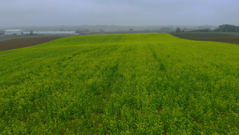 Aerial-fotage-over-mustard-field,-green-field,-ripening-mustard-field-in-foggy-day,-drone-4K,-close-up-ground-and-fog