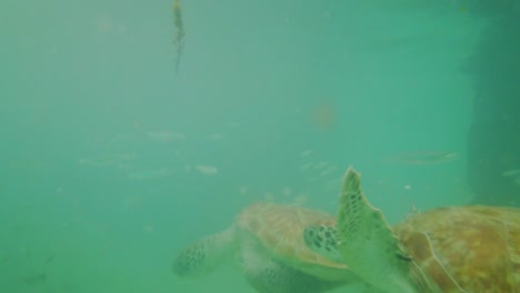 Turtles-feeding-and-swimming-among-the-fishes-under-a-jetty