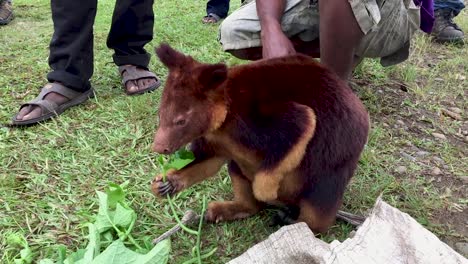 Captive-pet-tree-kangaroo-eats-leaves-near-people,-Papua-New-Guinea
