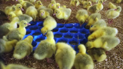Goslings-drinking-from-tray-in-indoor-farm-in-spring