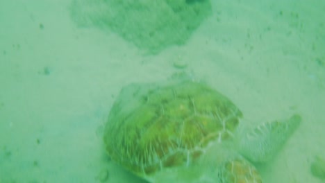 Feeding-green-sea-turtles-swimming-among-fishes-on-a-reef