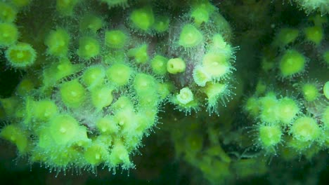 The-Beautiful-Light-Green-Anemones-In-Patagonia---Underwater-Marine-Life---Close-Up-Shot