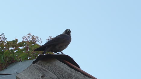 Jackdaw-on-the-roof,-watching-around