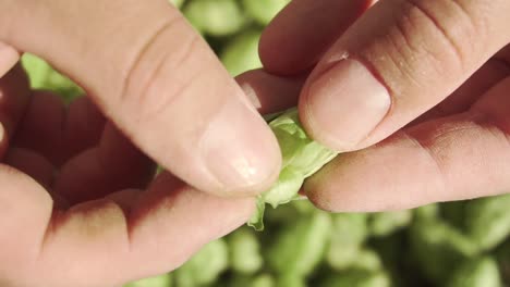 Brewers-hands-carefully-peeling-a-mature-hop-flower-cone,-exposing-its-layers-and-core-for-selection