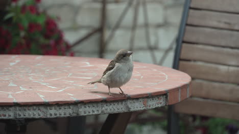 Sparrow-watching-around-on-the-ceramic-table