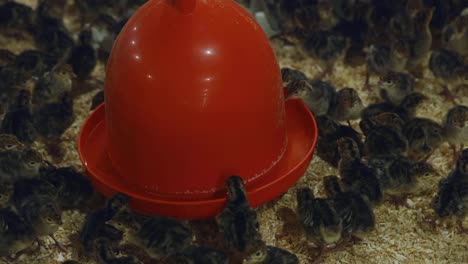 Pollos-De-Pavo-Jóvenes-En-Granja-Interior-Por-Dispensador-De-Agua-Automático
