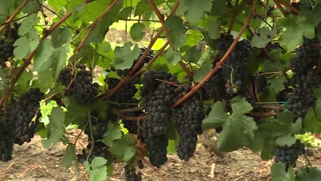 Vineyard-grapes-at-a-winery