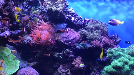 HD-Aufnahmen-Aus-Dem-Aquarium-Mit-Tropischen-Fischen
