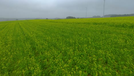 Aerial-fotage-over-mustard-field,-green-field,-ripening-mustard-field-in-foggy-day,-drone-4K,-close-up-ground-and-fog