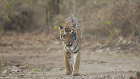 Tiger-In-Bewegung,-Der-Sein-Territorium-In-Zeitlupe-Bewacht