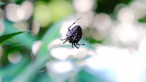 Garden-cross-spider-feasting-on-its-prey,-close-up,-blurred-background,-macro-closeup-view,-Araneus-diadematus