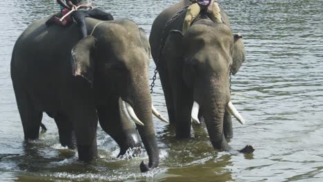 Mahouts-Bañando-Elefantes-Para-El-Turismo-De-Vida-Silvestre