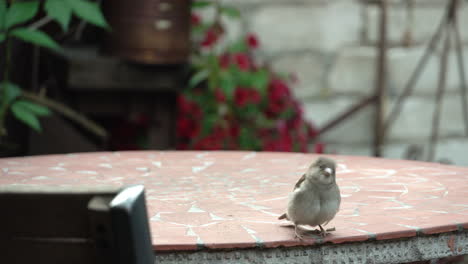Sparrow-cleaning-on-the-table