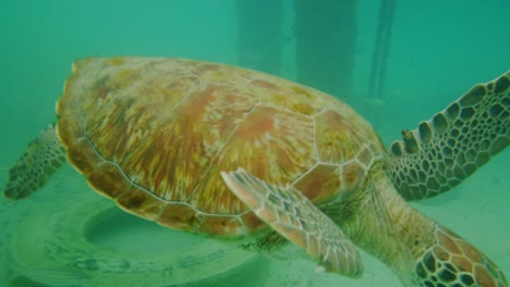 Fütterung-Grüner-Meeresschildkröten,-Die-Mit-Fischen-Auf-Einem-Riff-Schwimmen