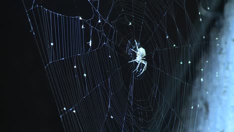 Spinne-Wartet-In-Ihrem-Netz,-Umgeben-Von-Spinneneiern