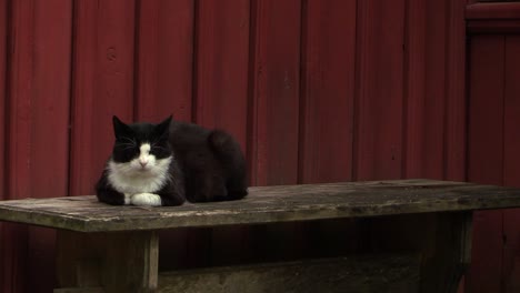 Schwarze-Und-Weiße-Katze,-Die-Neben-Dem-Alten-Roten-Haus-Sitzt