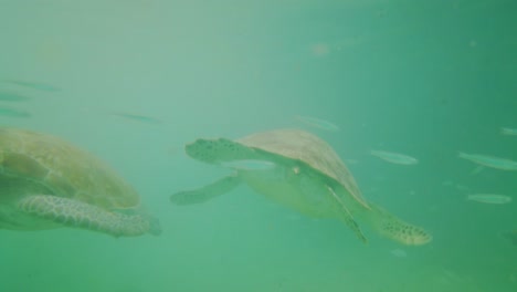 Große-Grüne-Meeresschildkröten-Schwimmen-Zusammen-Mit-Fischen-In-Einem-Flachen-Riff