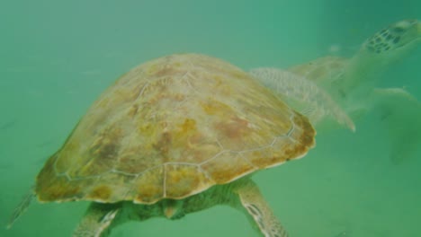 Tortugas-Marinas-Verdes-Disfrutando-De-Un-Baño-En-El-Arrecife-Y-Comiendo-Sobras-De-Los-Pescadores