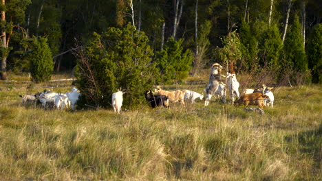Wide-Shot-of-White-Goat-Herd-With-Two-Goats-Standing-on-Two-Legs-and-Grazing-Leaves-From-the-Top-of-the-Tree-Branch
