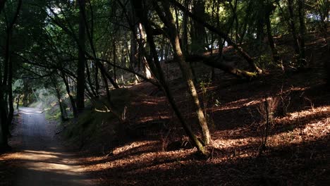 Ein-Heller-Sonnenaufgang-Am-Morgen-über-Einem-Wanderweg,-Während-Sonnenstrahlen-Mit-Lichtgeschwindigkeit-Durch-Den-Wald-Pflügen