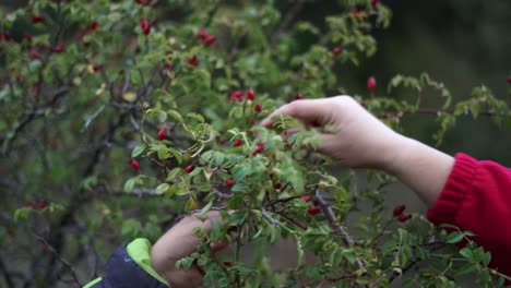 Woman-picking-carefully-wild-rose-hip-with-her-hands