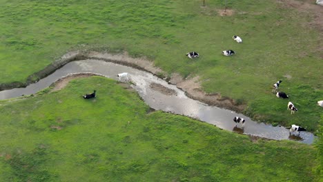 Cows-wade-in-stream,-water-quality-and-nutrient-management-problem-for-Chesapeake-Bay,-aerial
