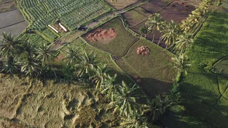 4K-Bewegung-Aus-Der-Luft,-Die-über-Reisfelder-In-Indonesien-Geschossen-Wurde