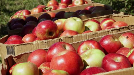 Crates-full-of-red-ripe-apples,-last-harvest