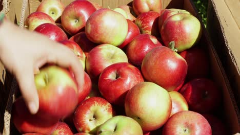 Hand-placing-ripe-apples-on-box,-autumn-colors