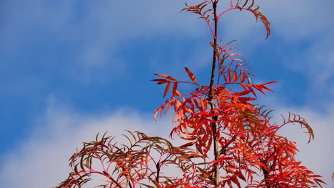 Tilt-shot-of-a-mountain-ash-rowan-tree,-sorbus-dodong,-in-a-red-foliage-color,-blue-sky-background,-at-a-sunny-autumn-day,-in-Aust-agder,-Norway